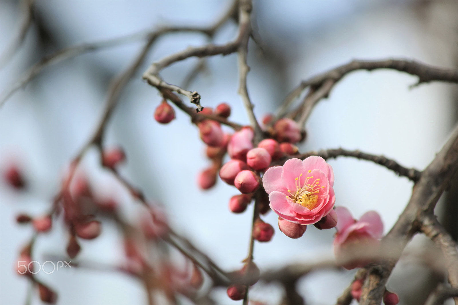 Canon EF-S 55-250mm F4-5.6 IS II sample photo. Early spring photography
