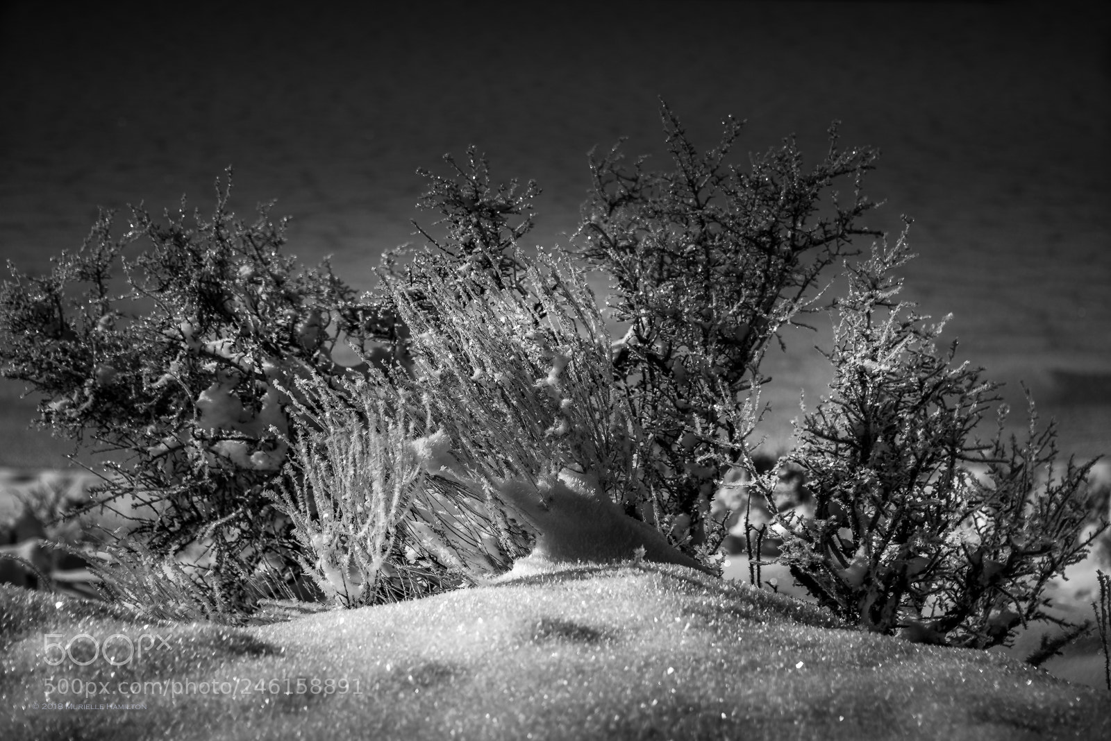 Nikon D800 sample photo. Snow magic photography