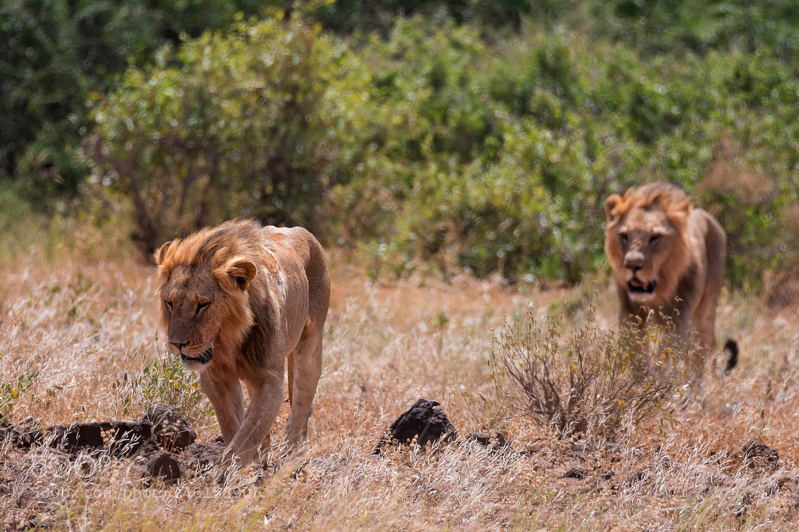 Nikon D500 sample photo. Hungry lions photography
