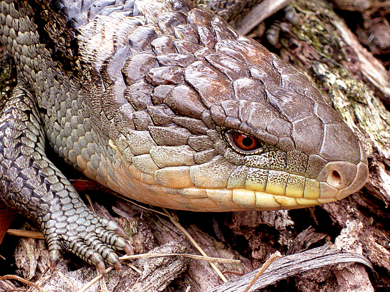 Canon DIGITAL IXUS 960 IS sample photo. Blue tongue lizard photography