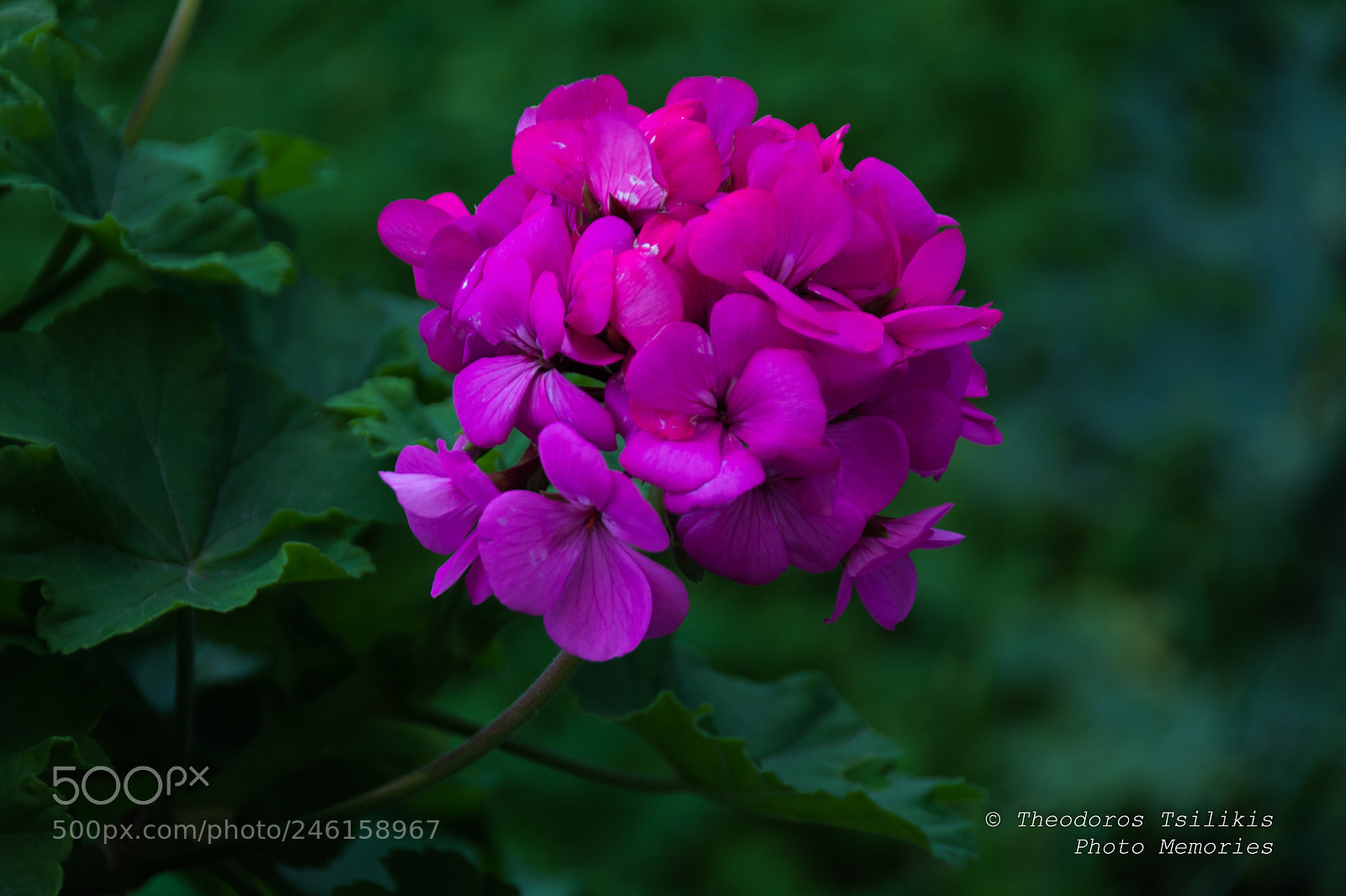 Nikon D7200 sample photo. Purple photography