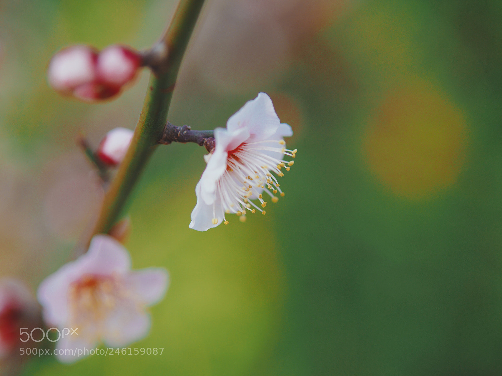 Olympus OM-D E-M10 II sample photo. In the gentle sunlight  photography