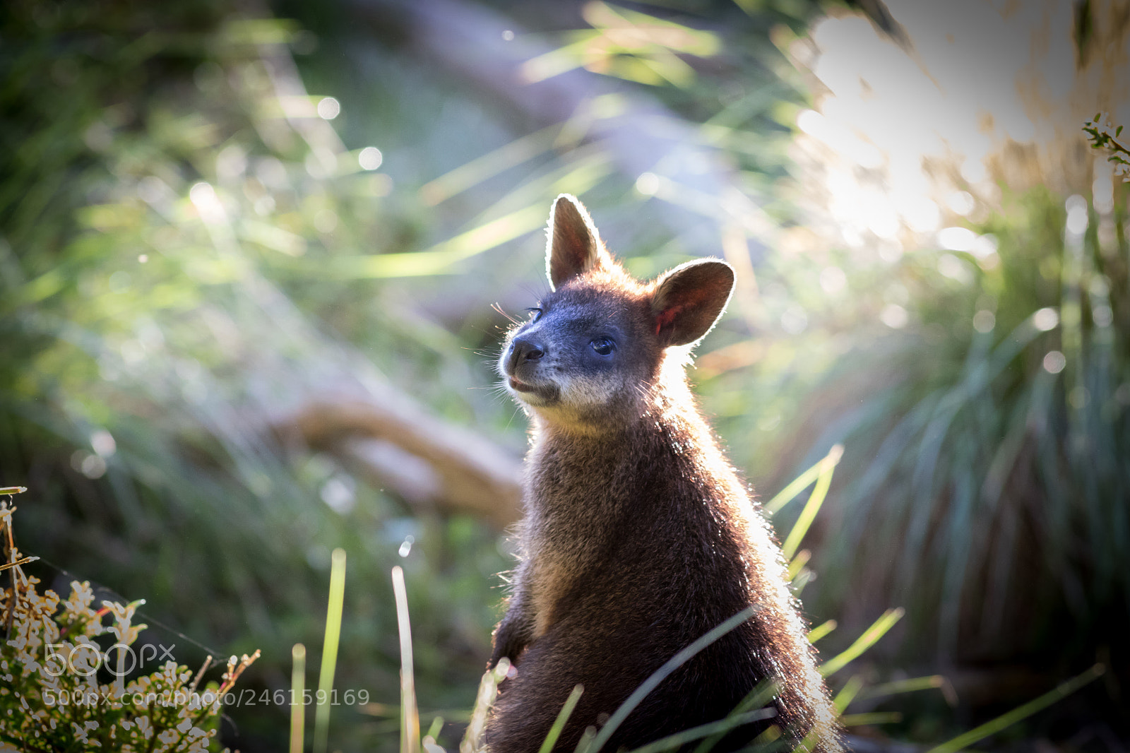 Canon EOS 7D Mark II sample photo. Cute photography
