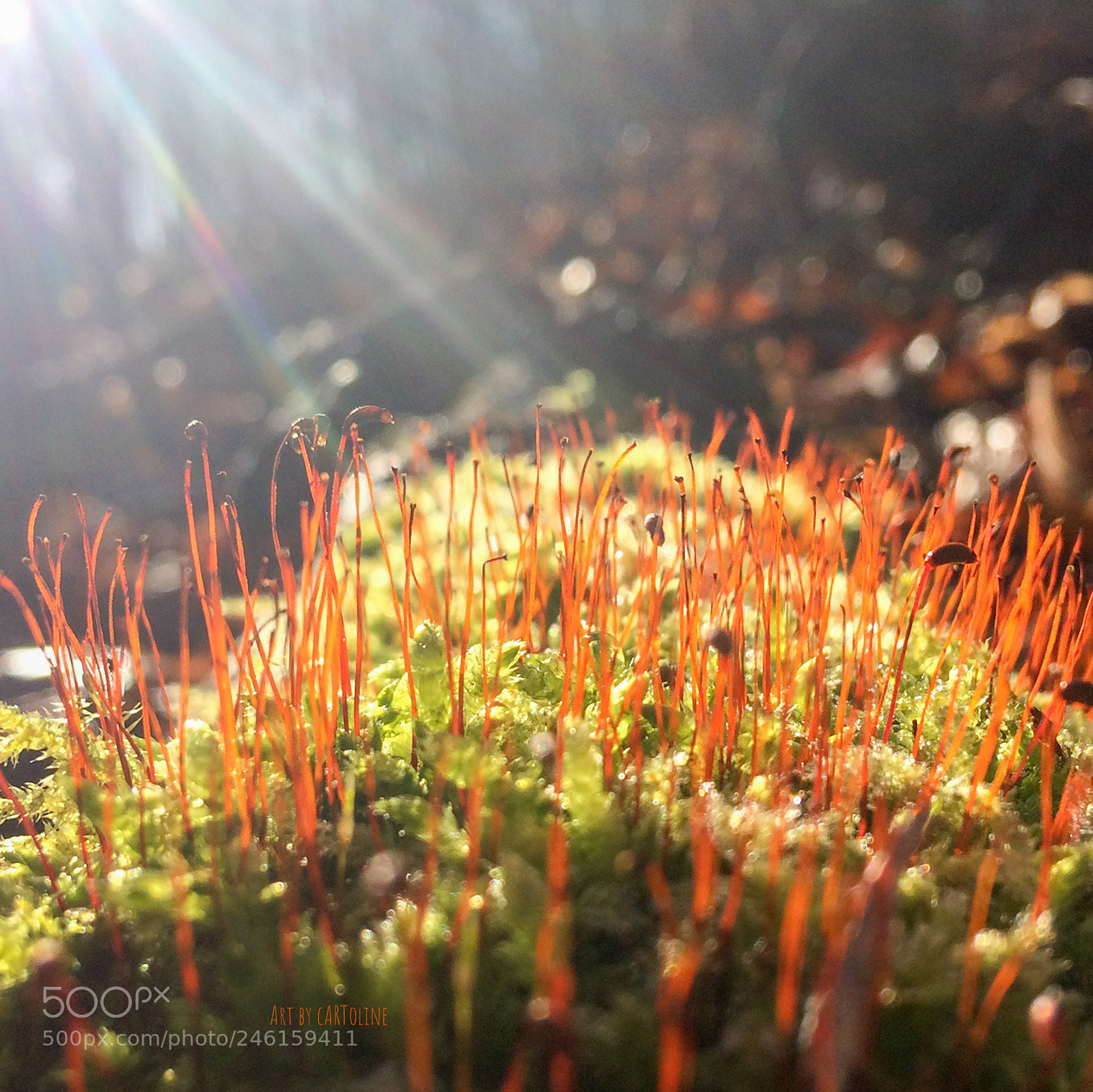 Apple iPhone 5s sample photo. Reaching for the sun photography