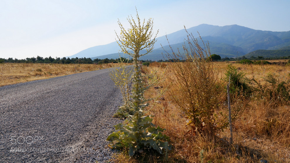 Samsung NX30 sample photo. ... photography