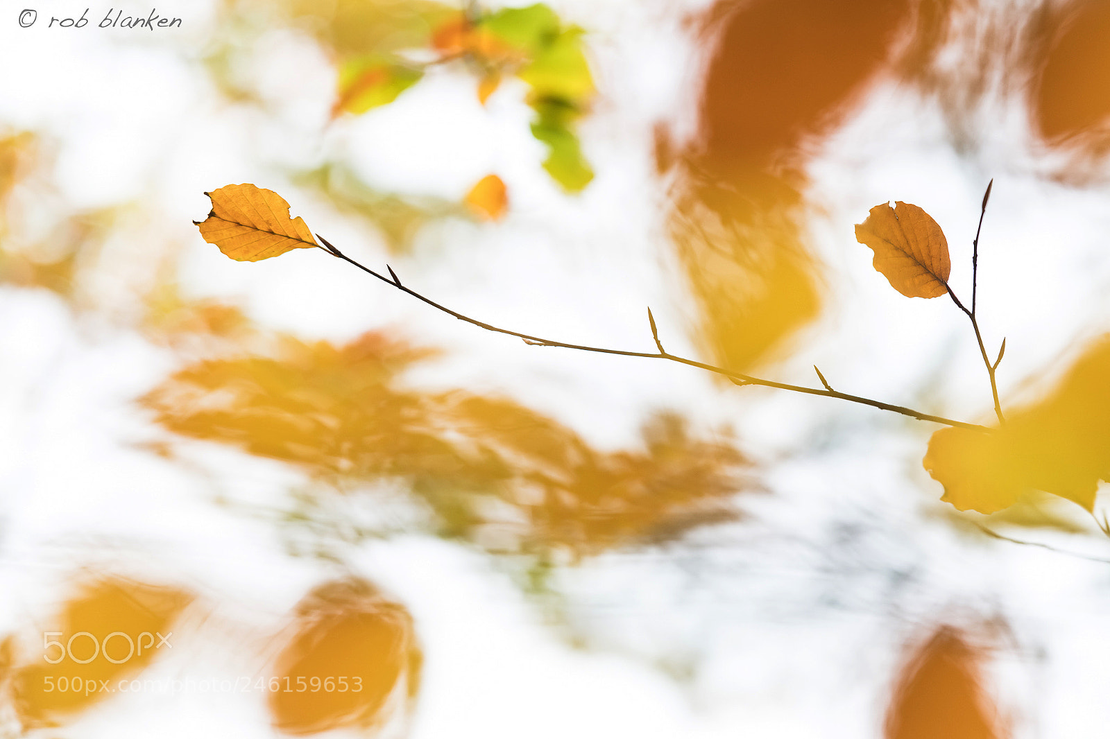 Nikon D850 sample photo. Colors (1) photography
