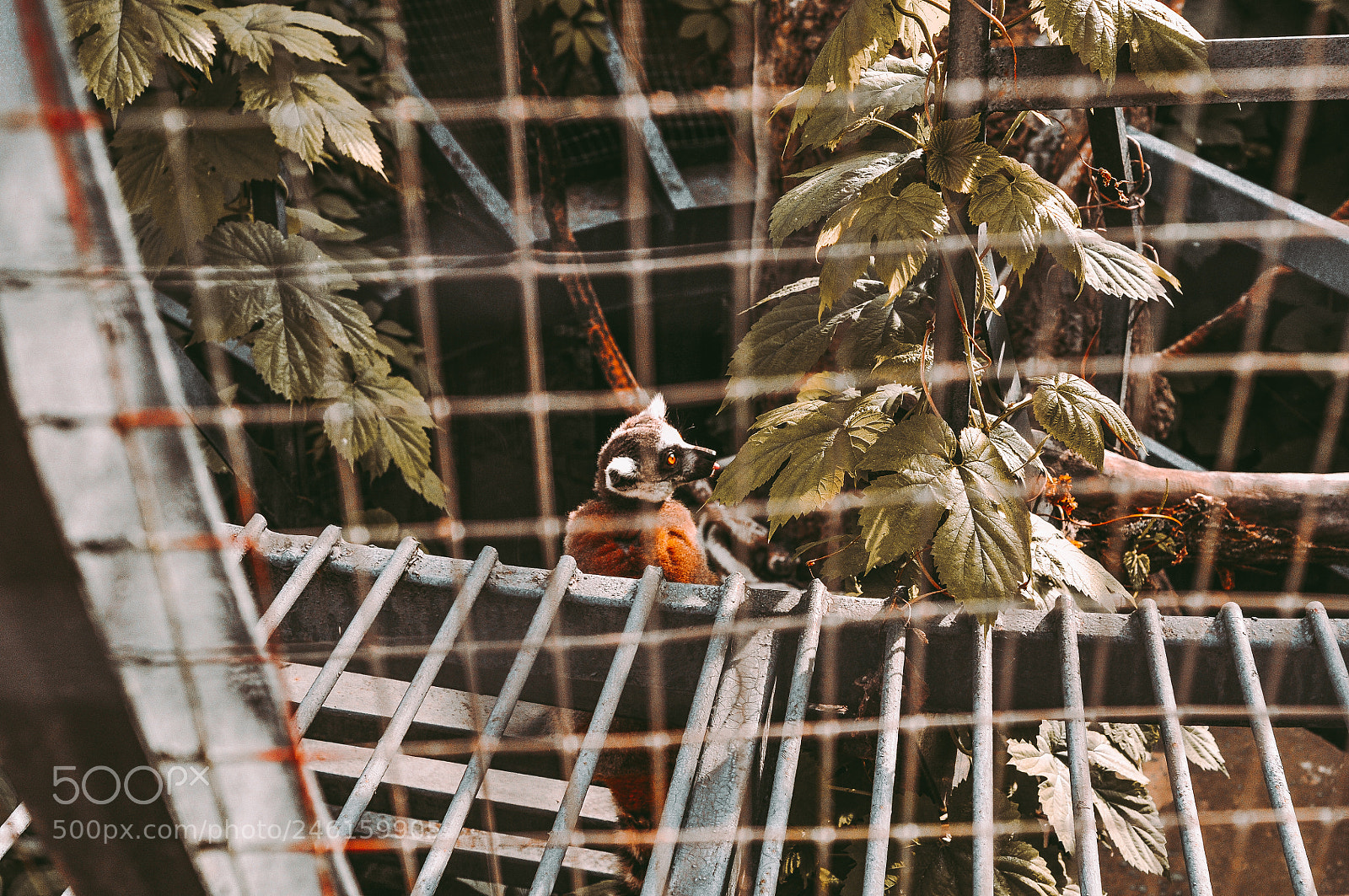 Nikon D300S sample photo. Cage photography