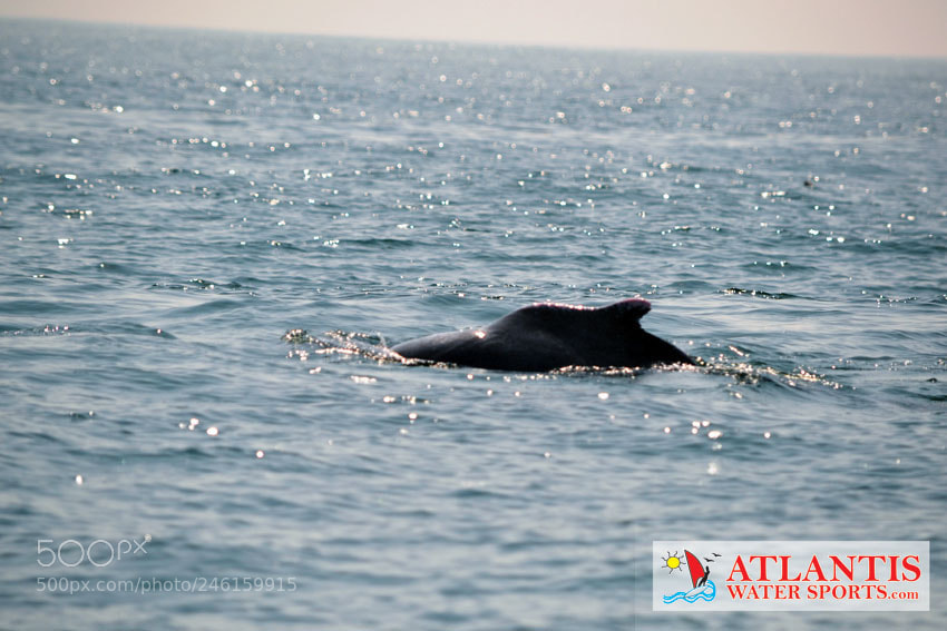 Nikon D3100 sample photo. Grand island boat trip photography