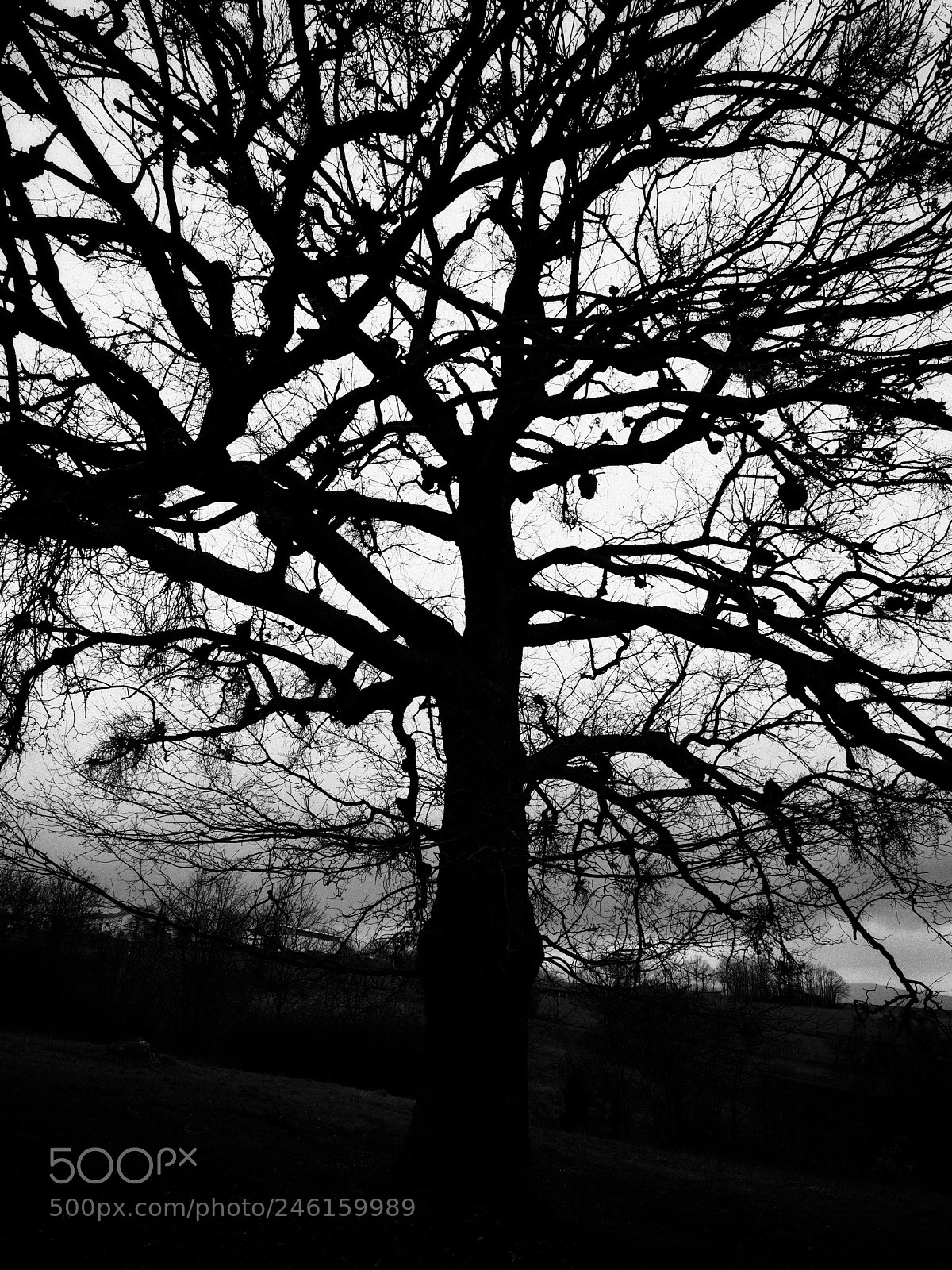 Olympus PEN-F sample photo. As a circulatory system... photography