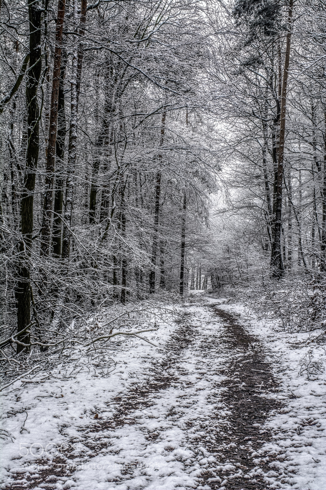 Nikon D7100 sample photo. Forest34 photography