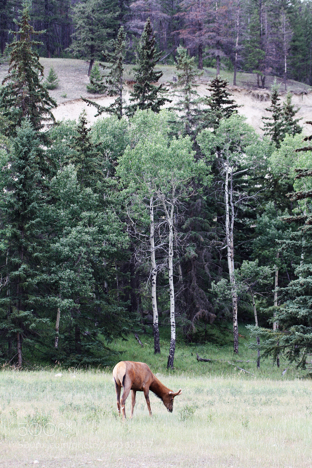 Canon EOS 450D (EOS Rebel XSi / EOS Kiss X2) sample photo. Grazing elk photography