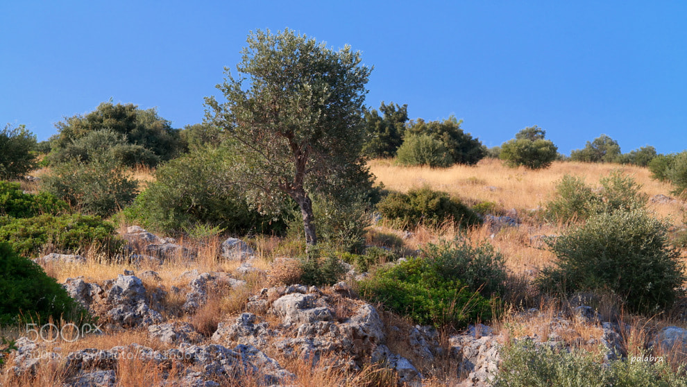 Samsung NX30 sample photo. ... photography