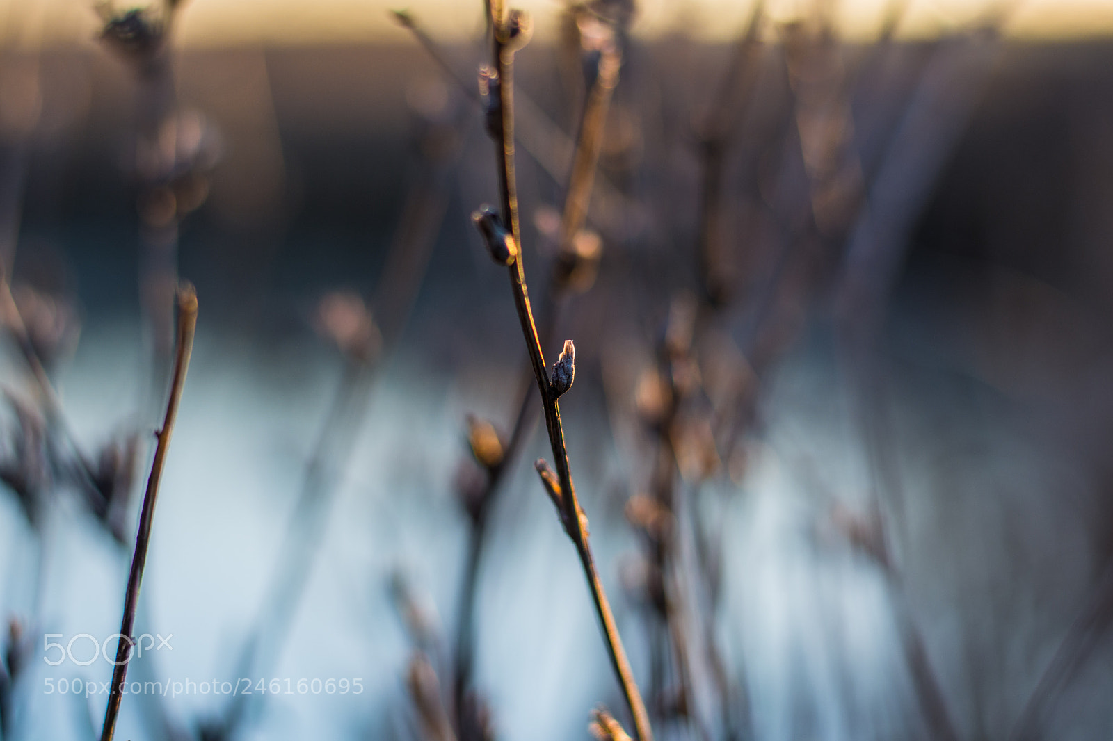 Nikon D7100 sample photo. Dreamy photography