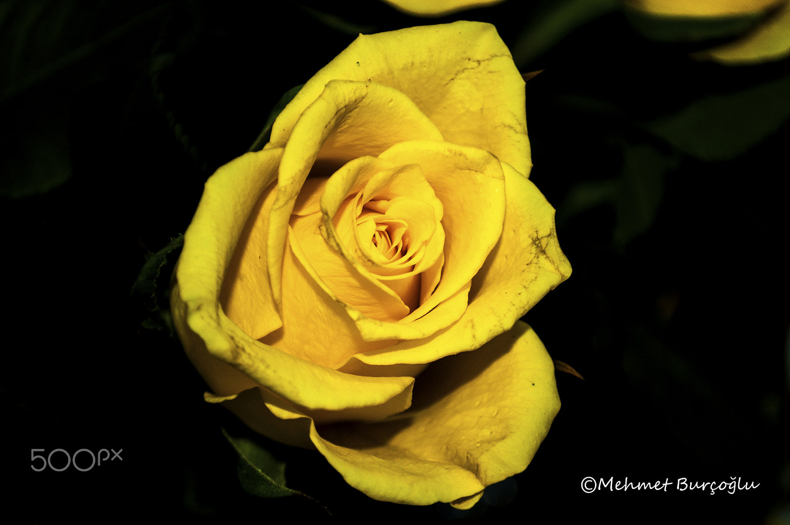 Nikon D100 sample photo. Yellow rose photography