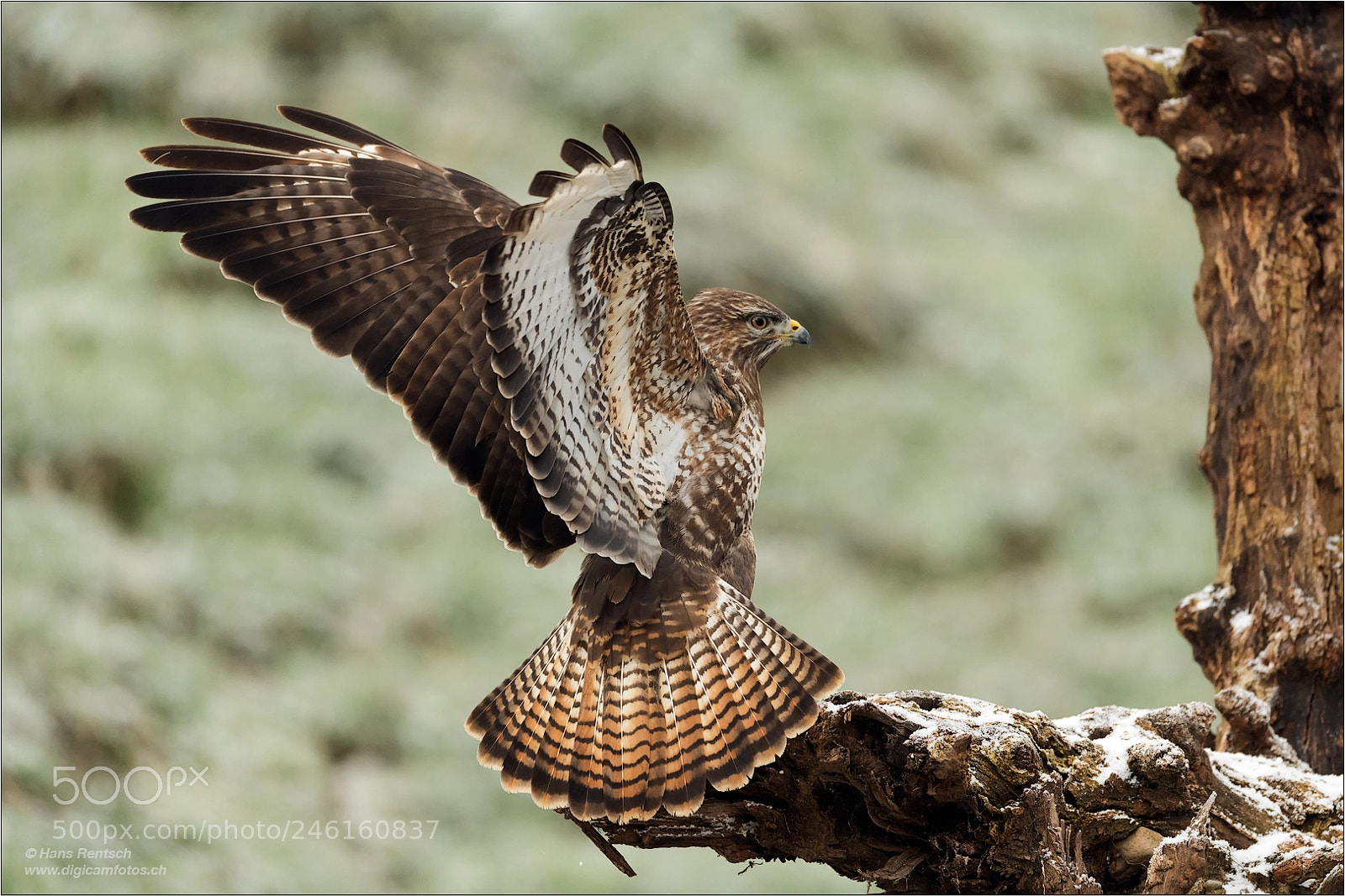 Nikon D850 sample photo. Common buzzard photography