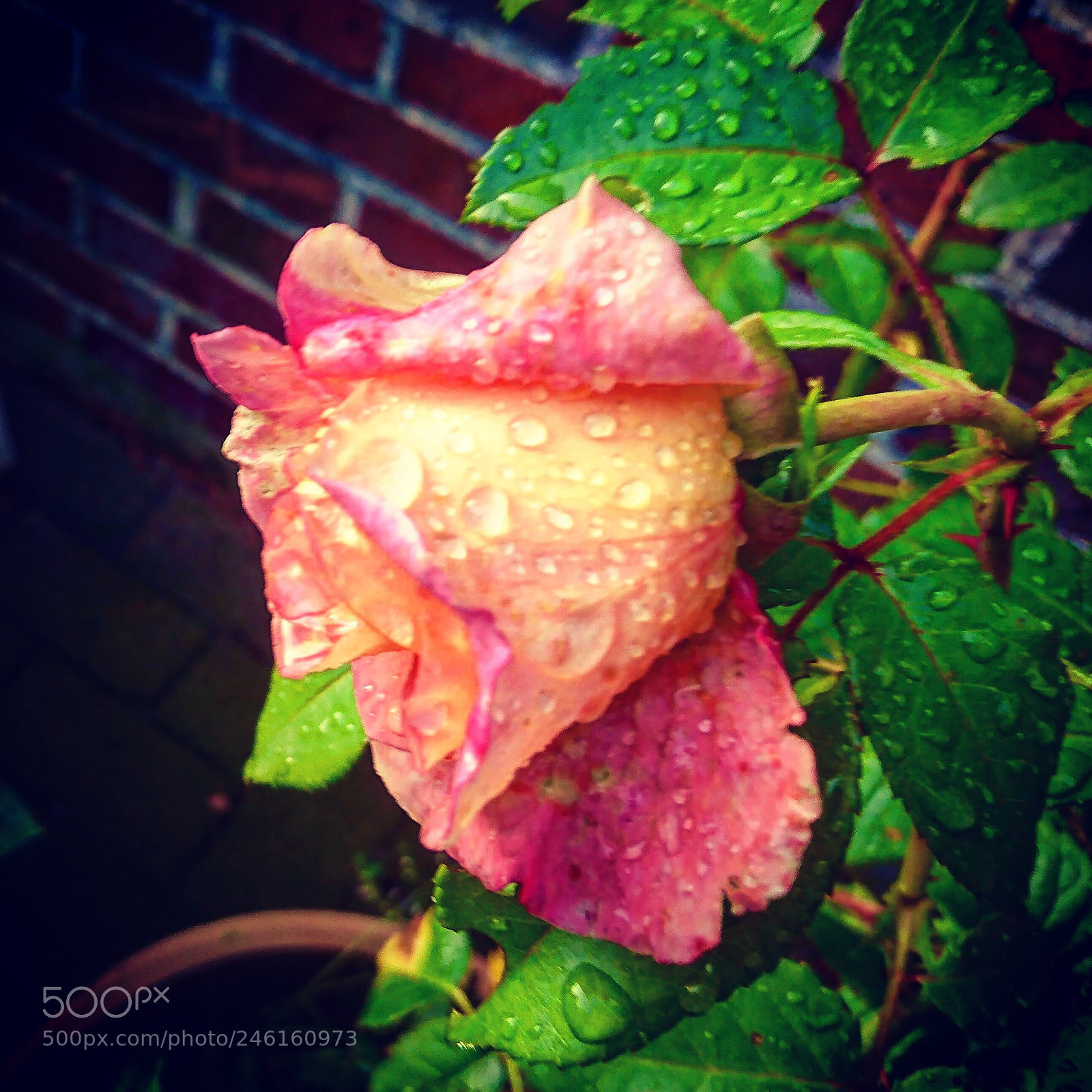 Sony Xperia XZ sample photo. Rose nach einem starken photography