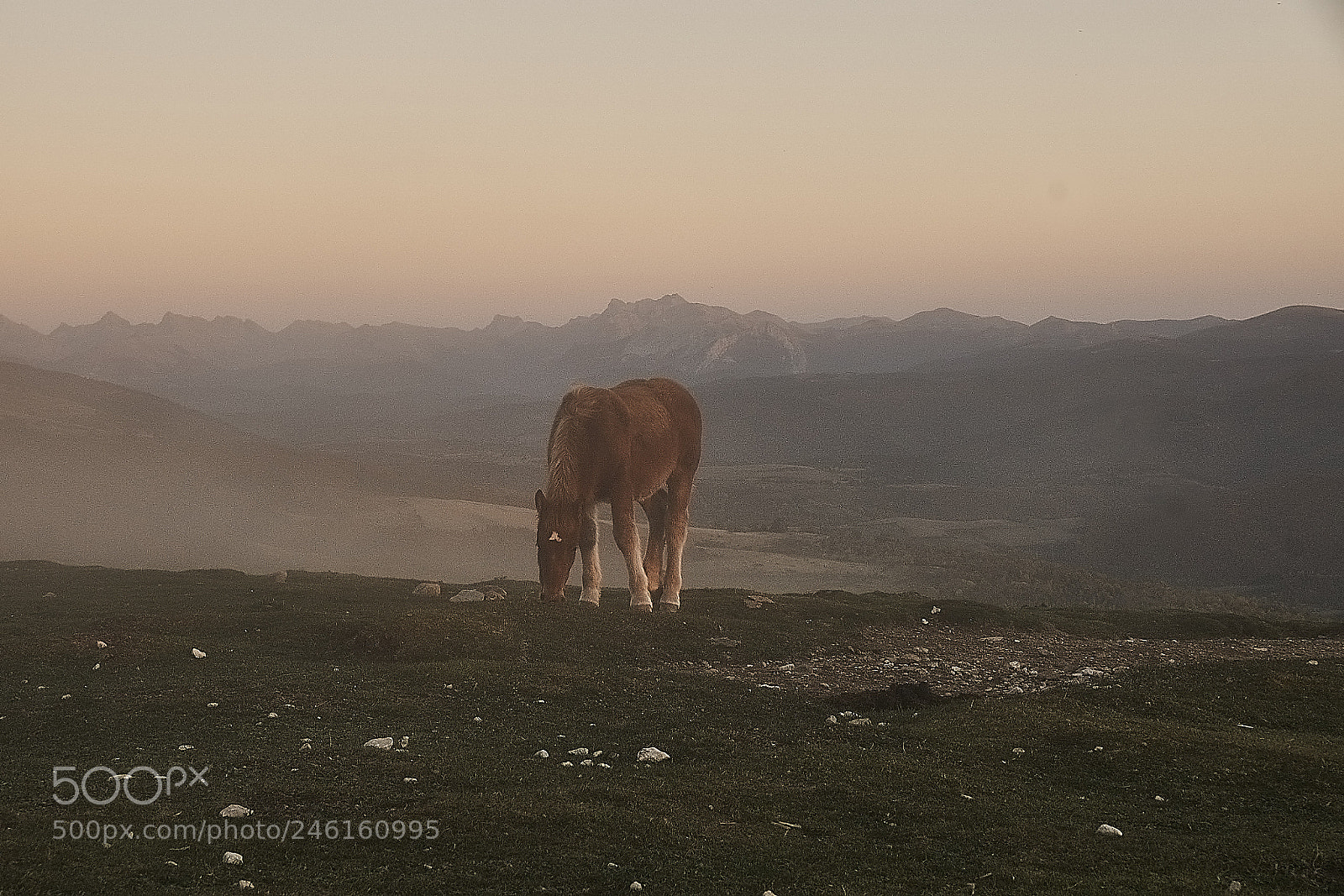 Sony ILCA-77M2 sample photo. Horse photography