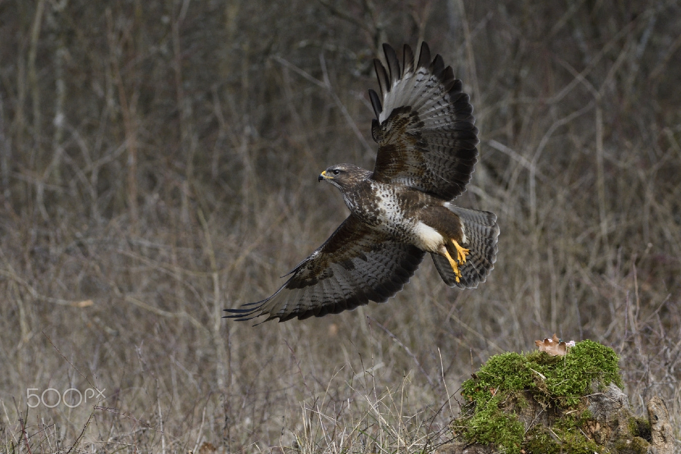 Nikon AF-S Nikkor 200-400mm F4G ED-IF VR sample photo. Take off photography