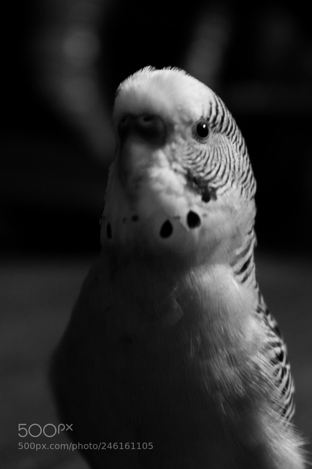 Canon EOS 600D (Rebel EOS T3i / EOS Kiss X5) sample photo. ⬛️ photography