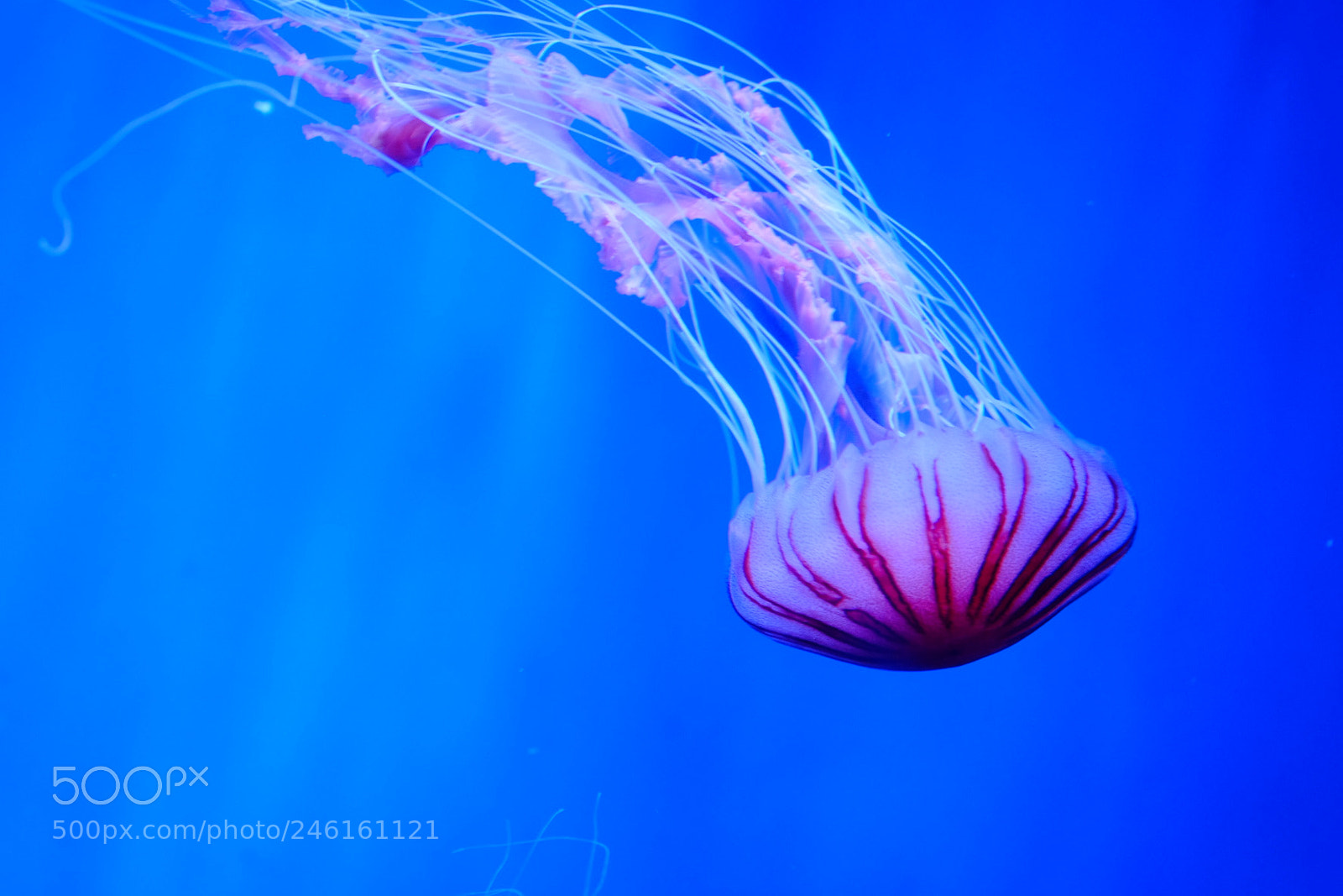 Fujifilm X-T1 sample photo. Jellyfish photography