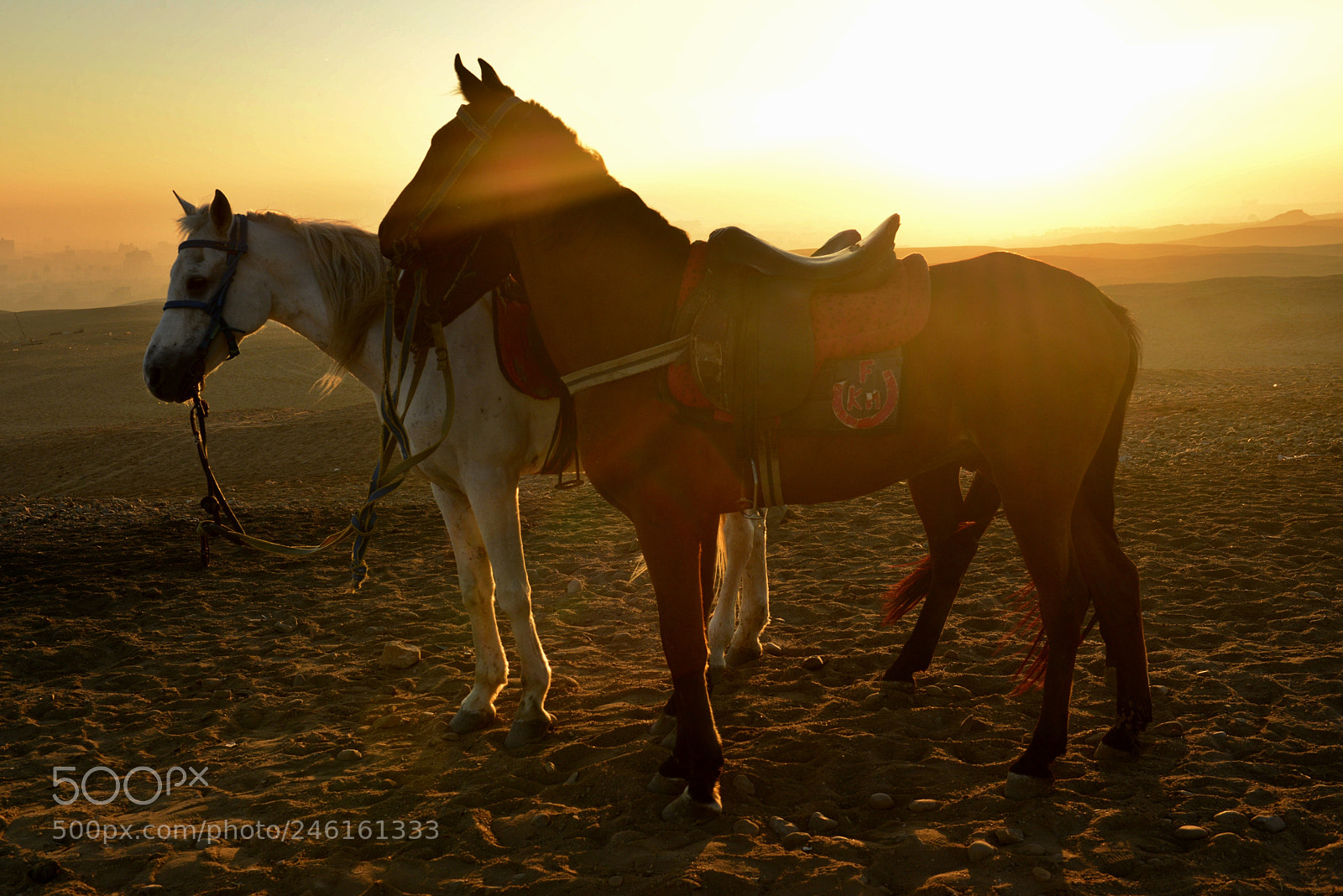 Nikon D800 sample photo. Kon v rann m photography