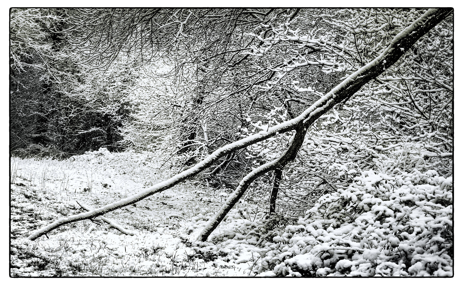 Nikon D7200 sample photo. Death beauty. photography