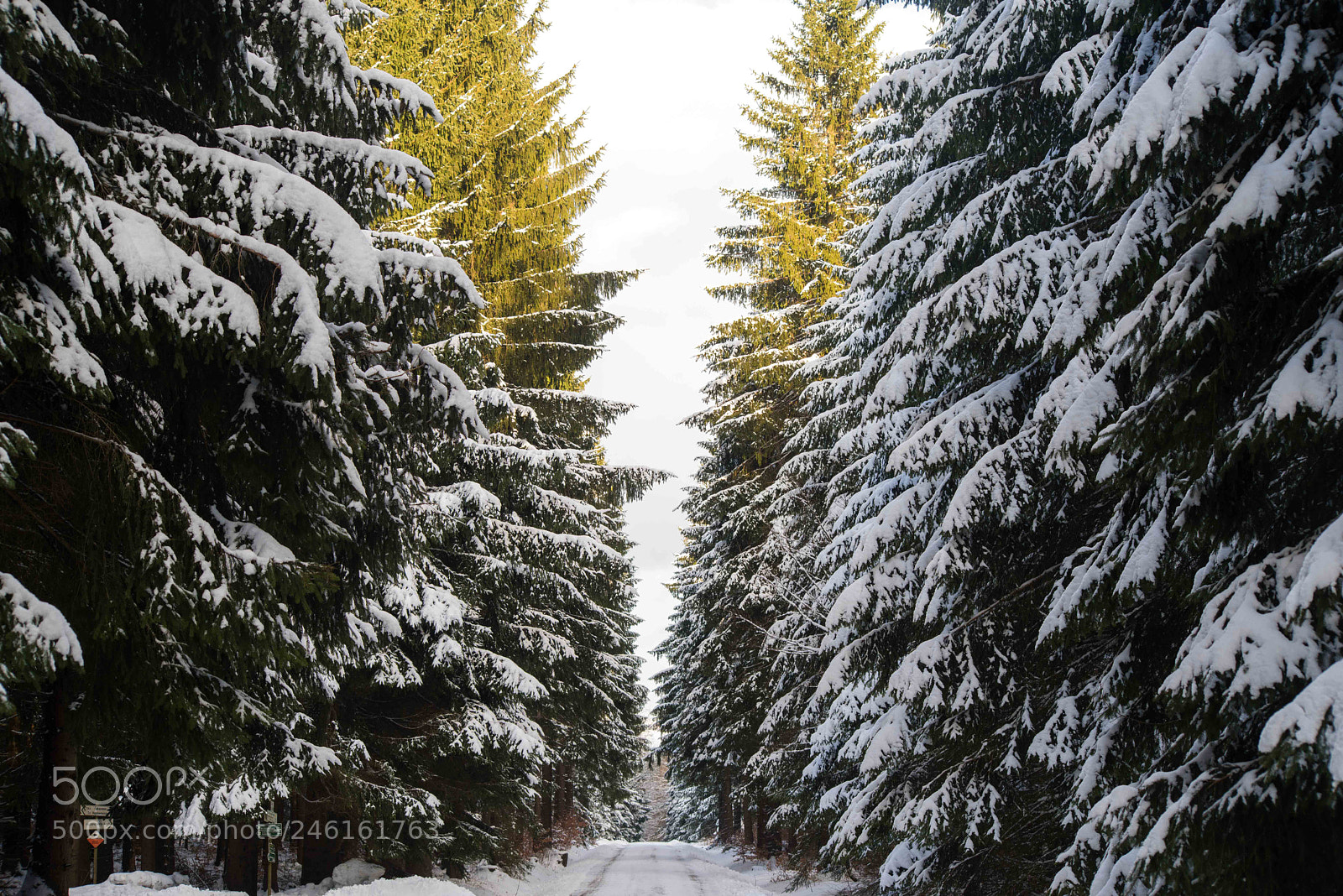 Pentax K-1 sample photo. Winter path and sunlight photography