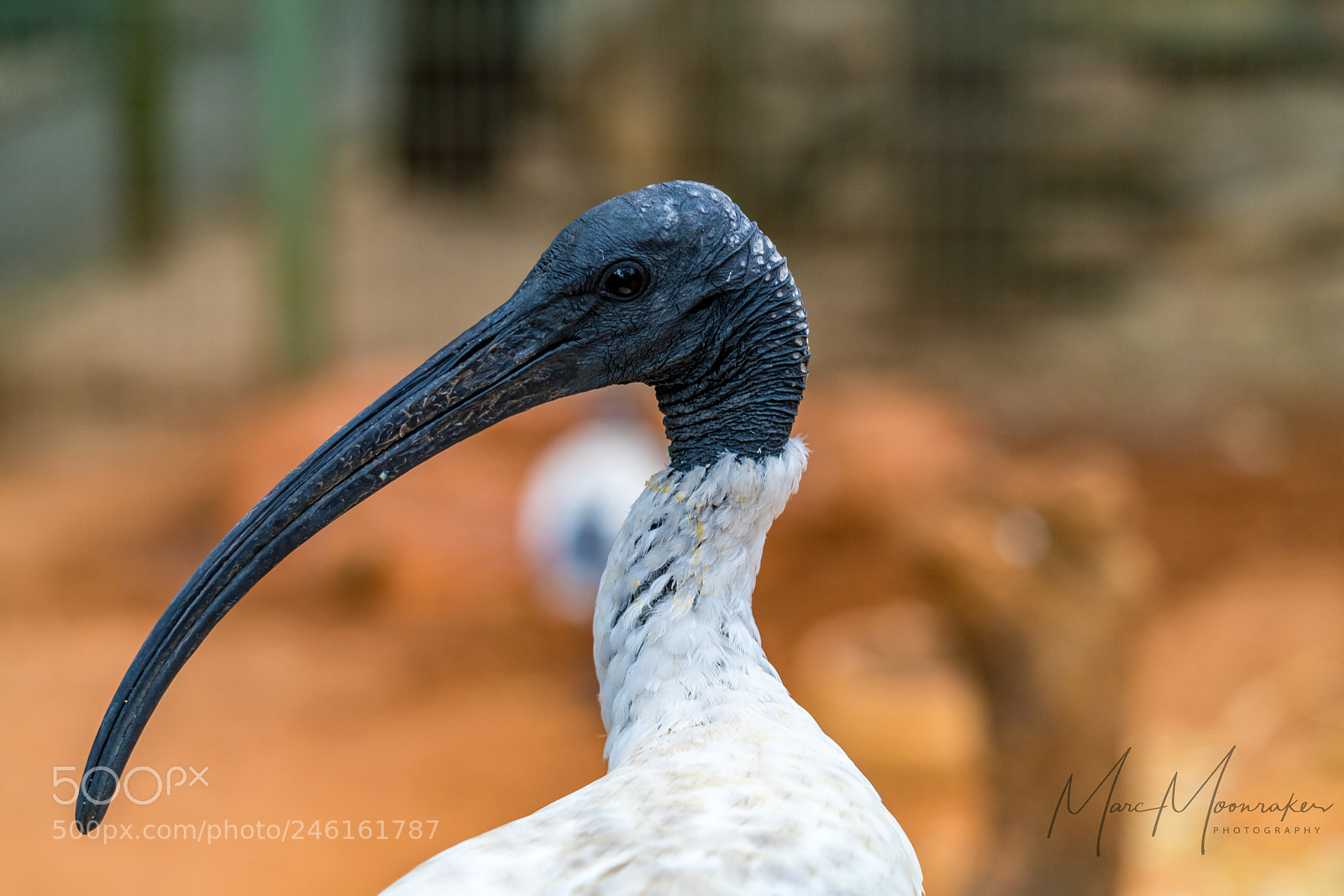 Sony a7R II sample photo. Don't look back.. photography