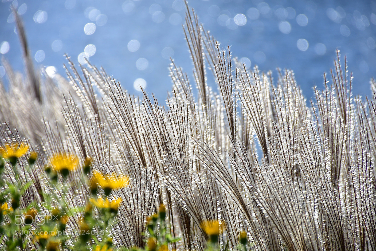 Nikon D7200 sample photo. Water plants in the photography