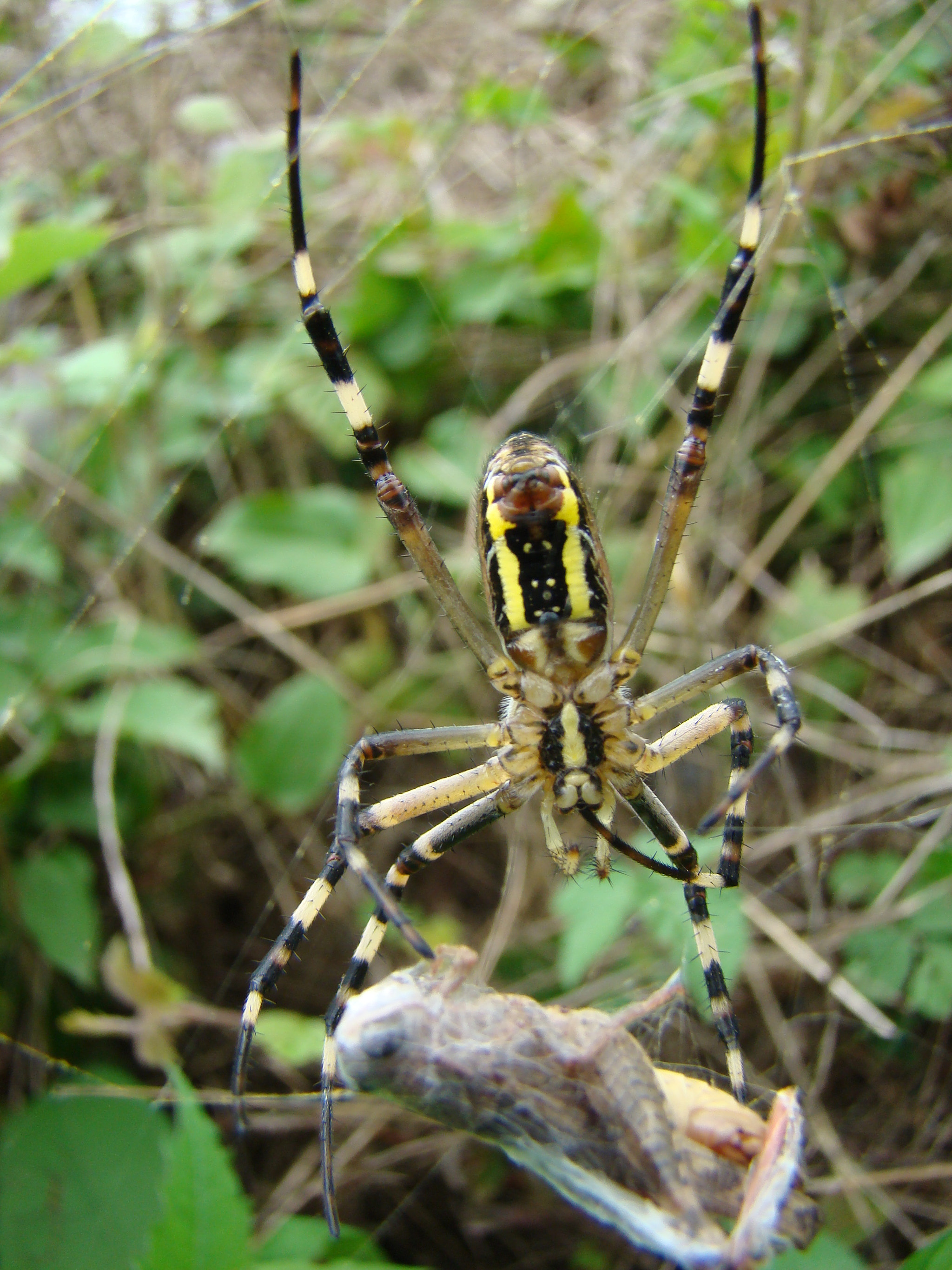 Sony DSC-H7 sample photo. The cicala in the spider fork photography