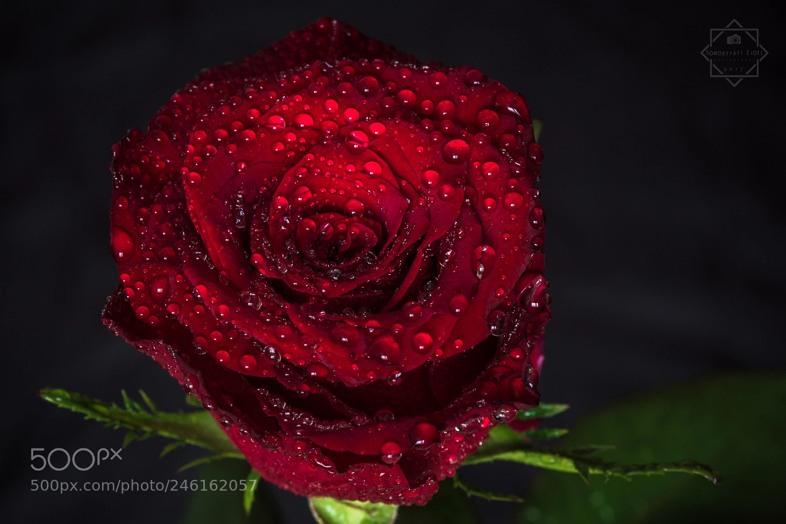 Nikon D7100 sample photo. Red rose. photography