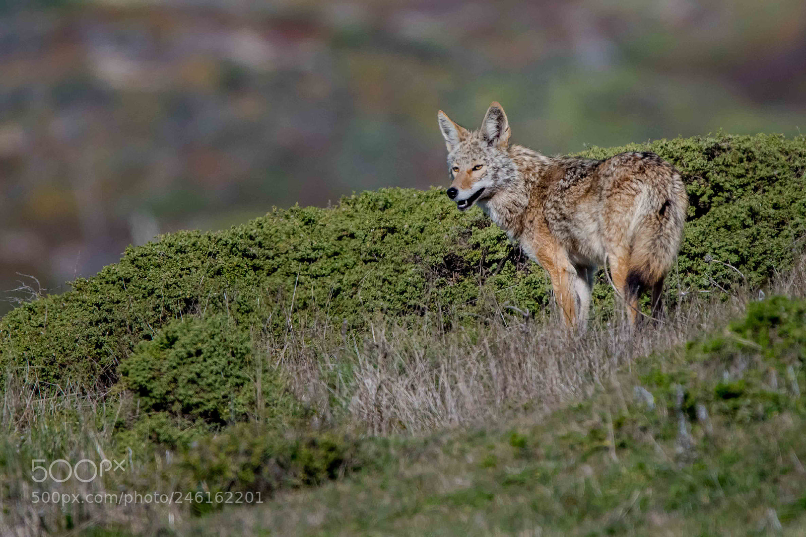 Nikon D850 sample photo. Coyote photography