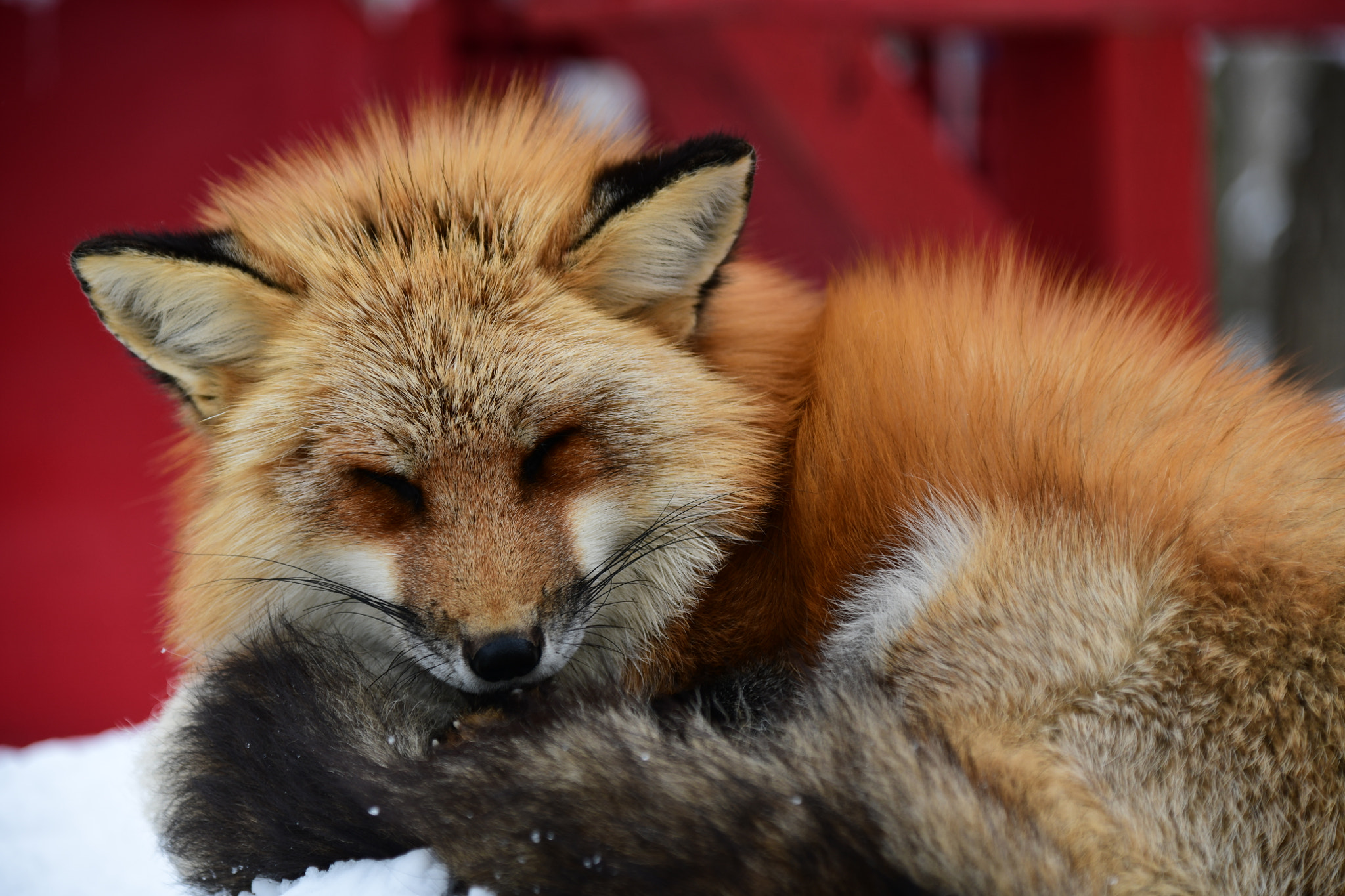 Nikon AF-S Nikkor 24-120mm F4G ED VR sample photo. Fox photography