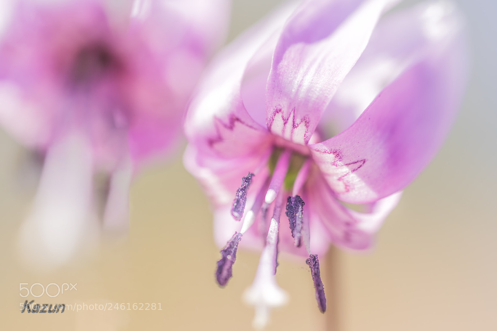 Sony a7R II sample photo. 片栗粉　（゜∀゜*） photography