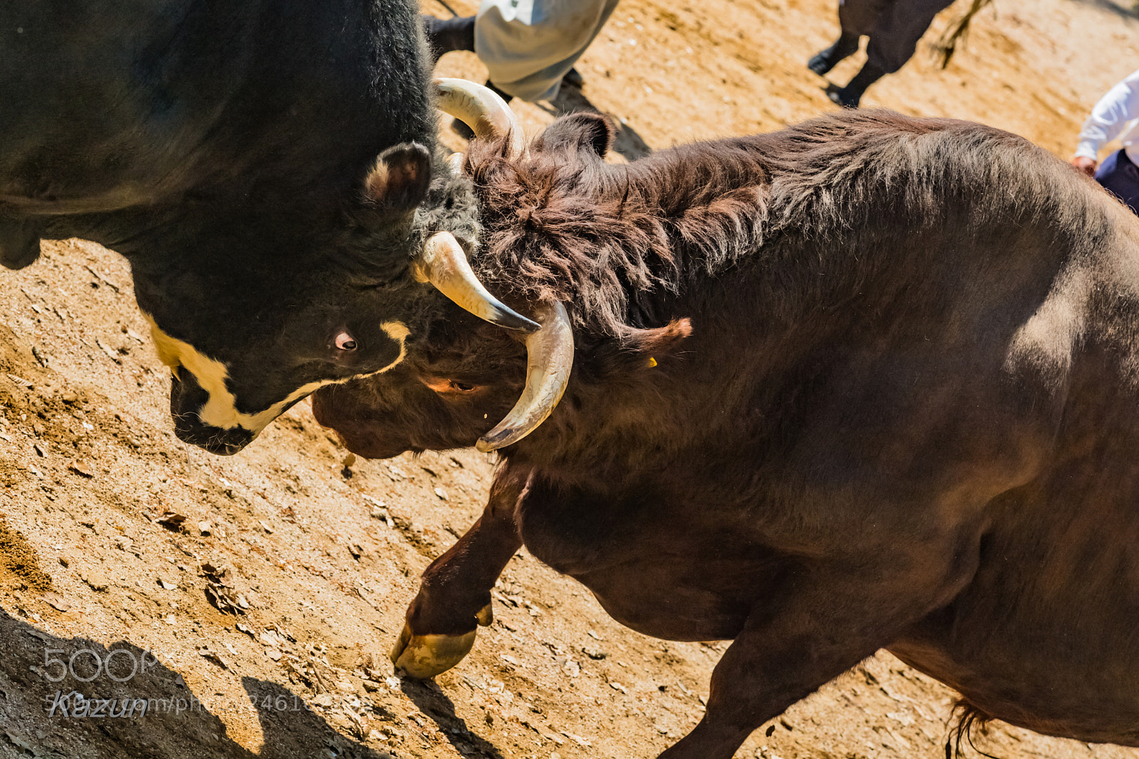 Nikon D5 sample photo. Battle! photography