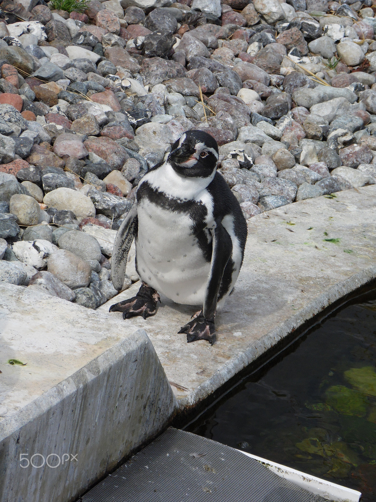 Samsung WB100/  WB101 sample photo. Penguin photography