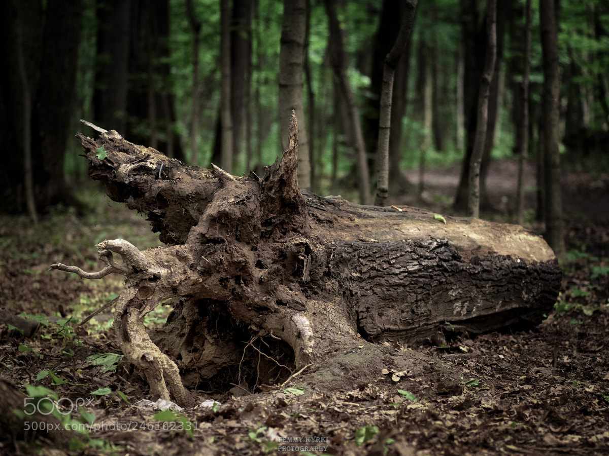 Olympus PEN E-PL5 sample photo. Dead tree photography