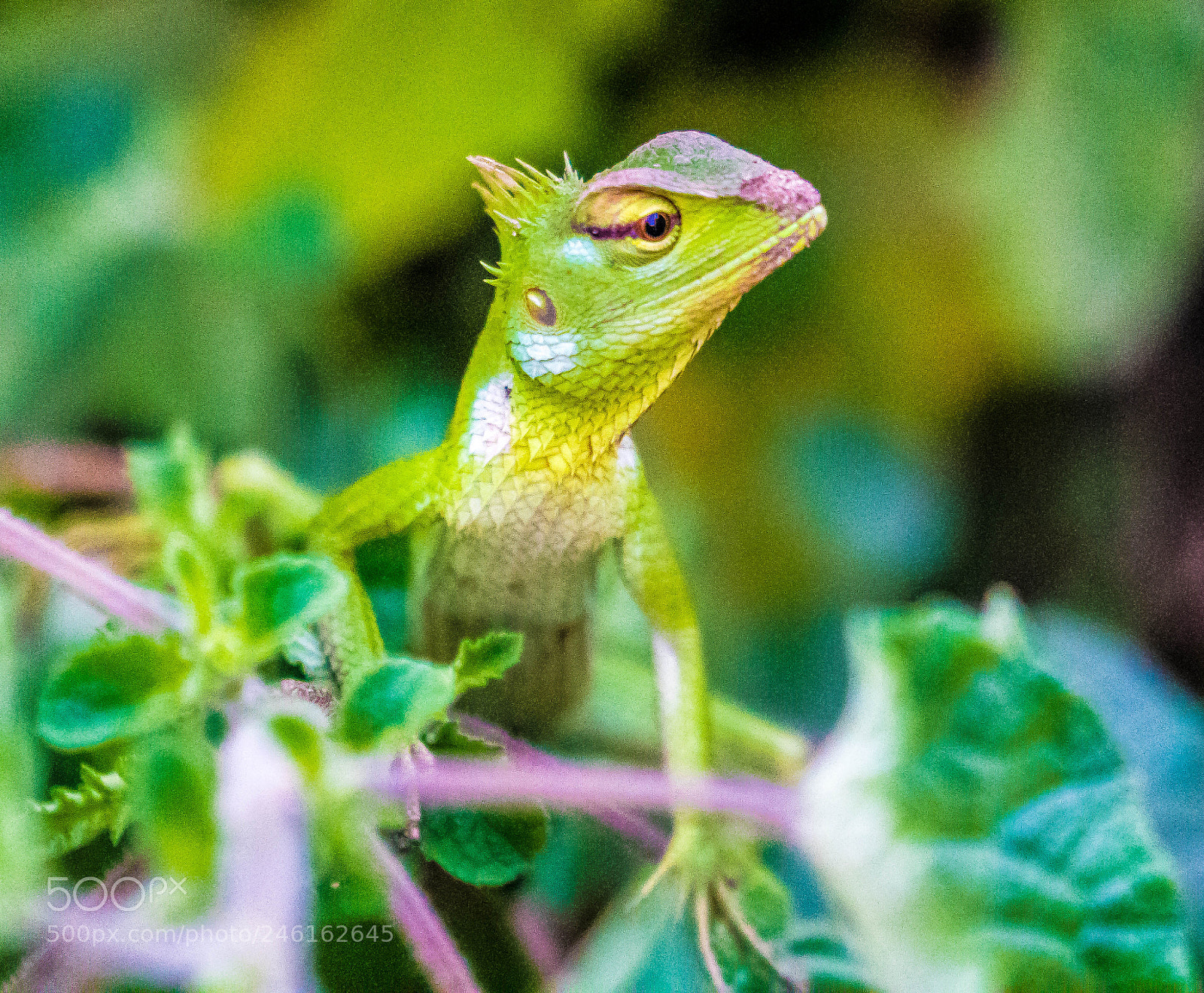 Sony a6500 sample photo. Green & curious photography