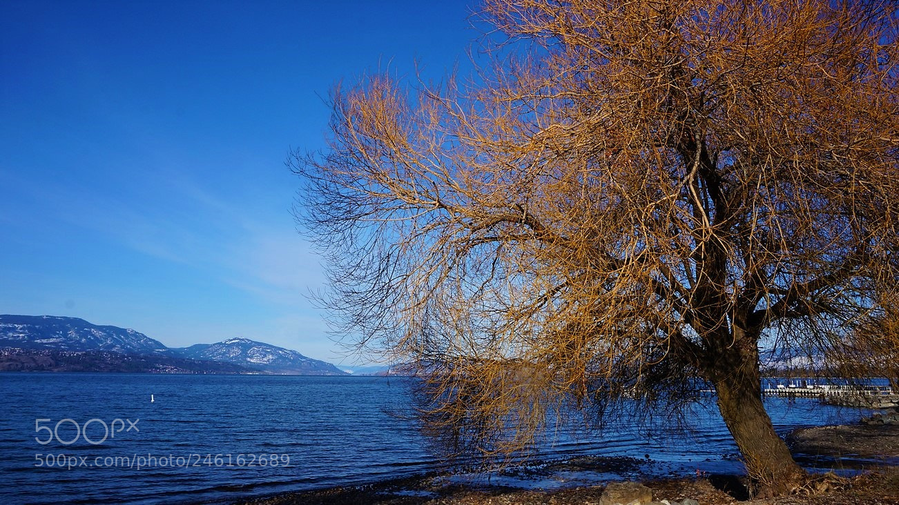 Sony Alpha NEX-3N sample photo. L arbre photography