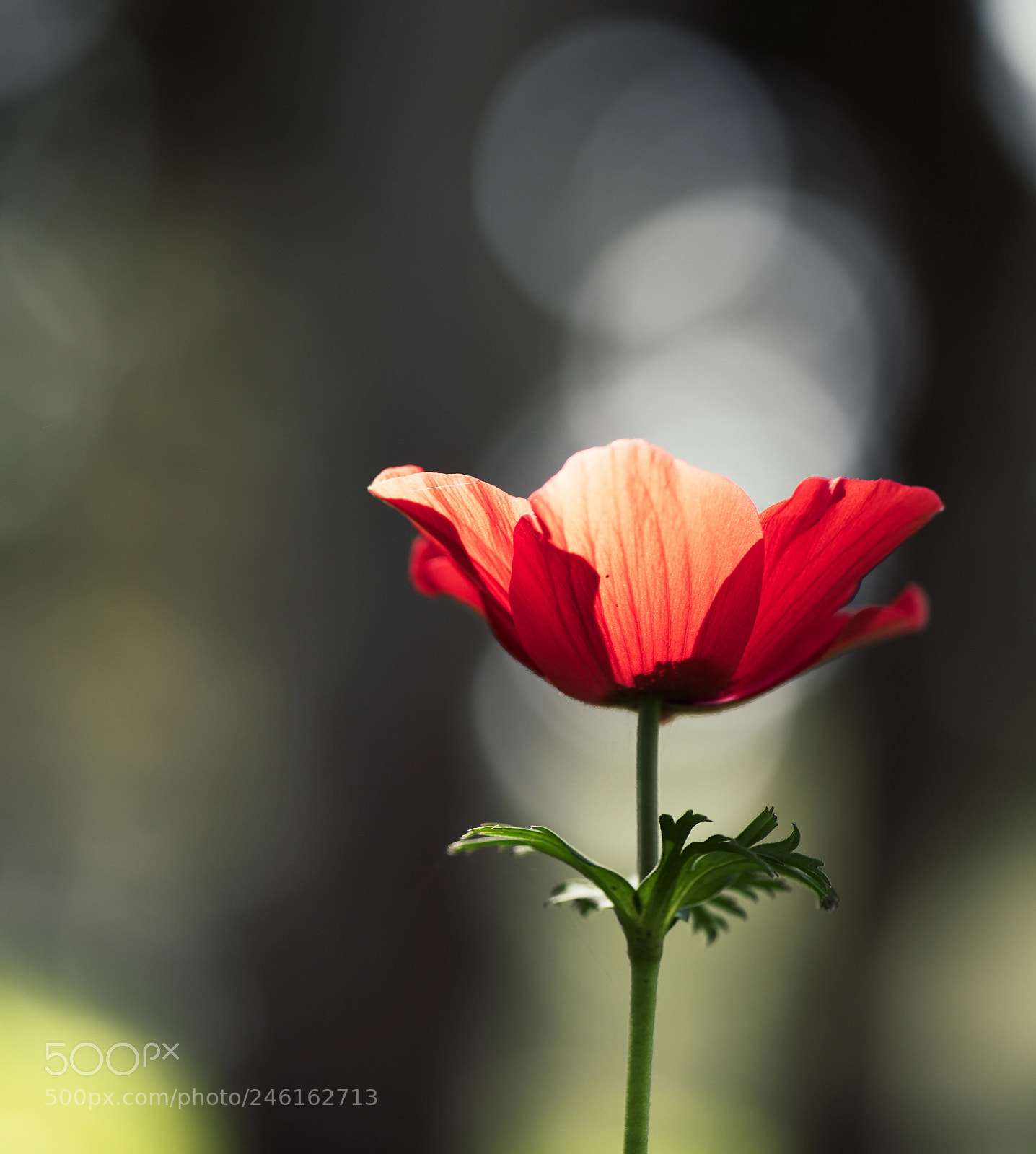 Nikon D810 sample photo. Blossom photography