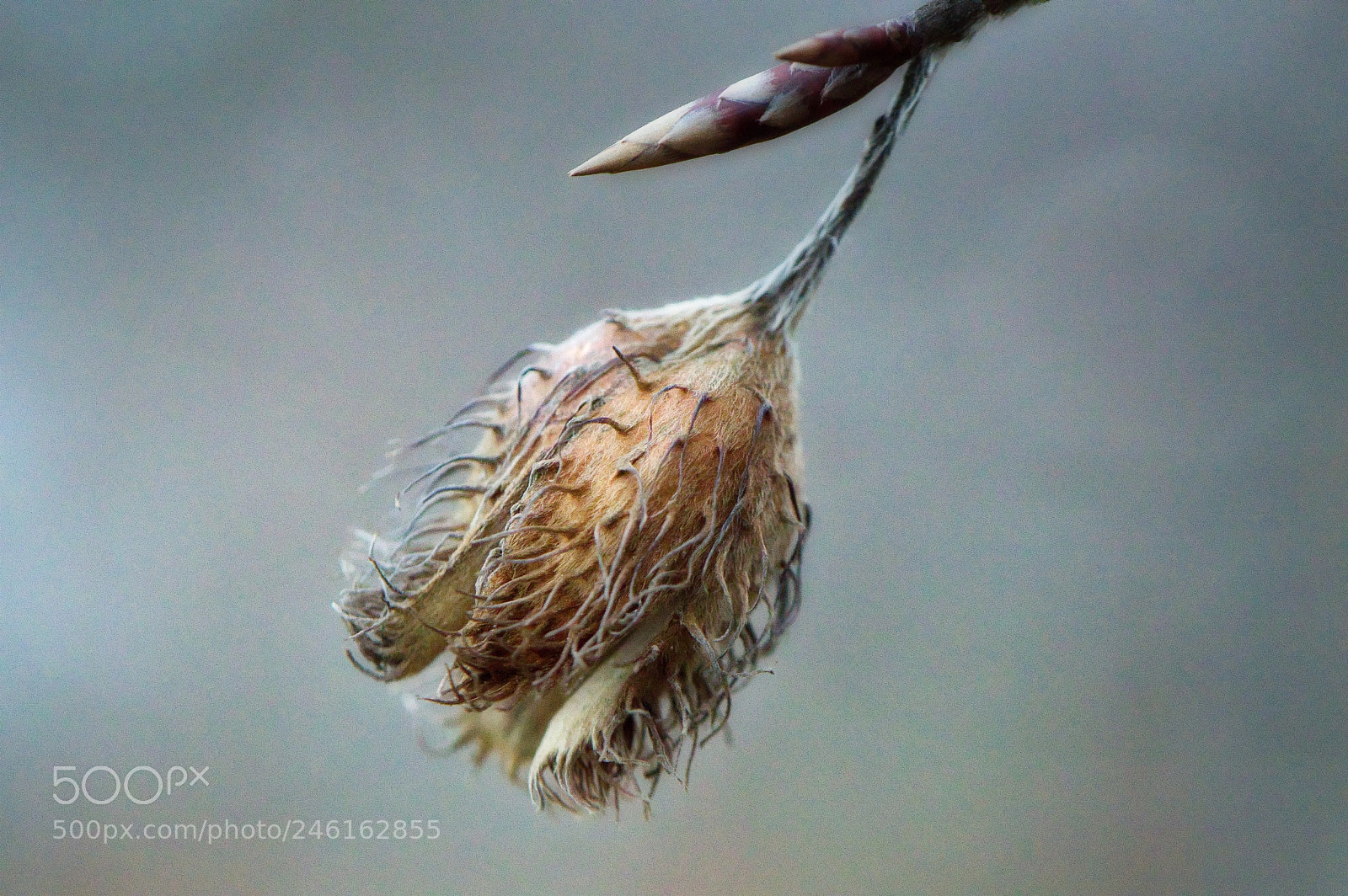 Nikon D3200 sample photo. Portrait of a beechnut photography