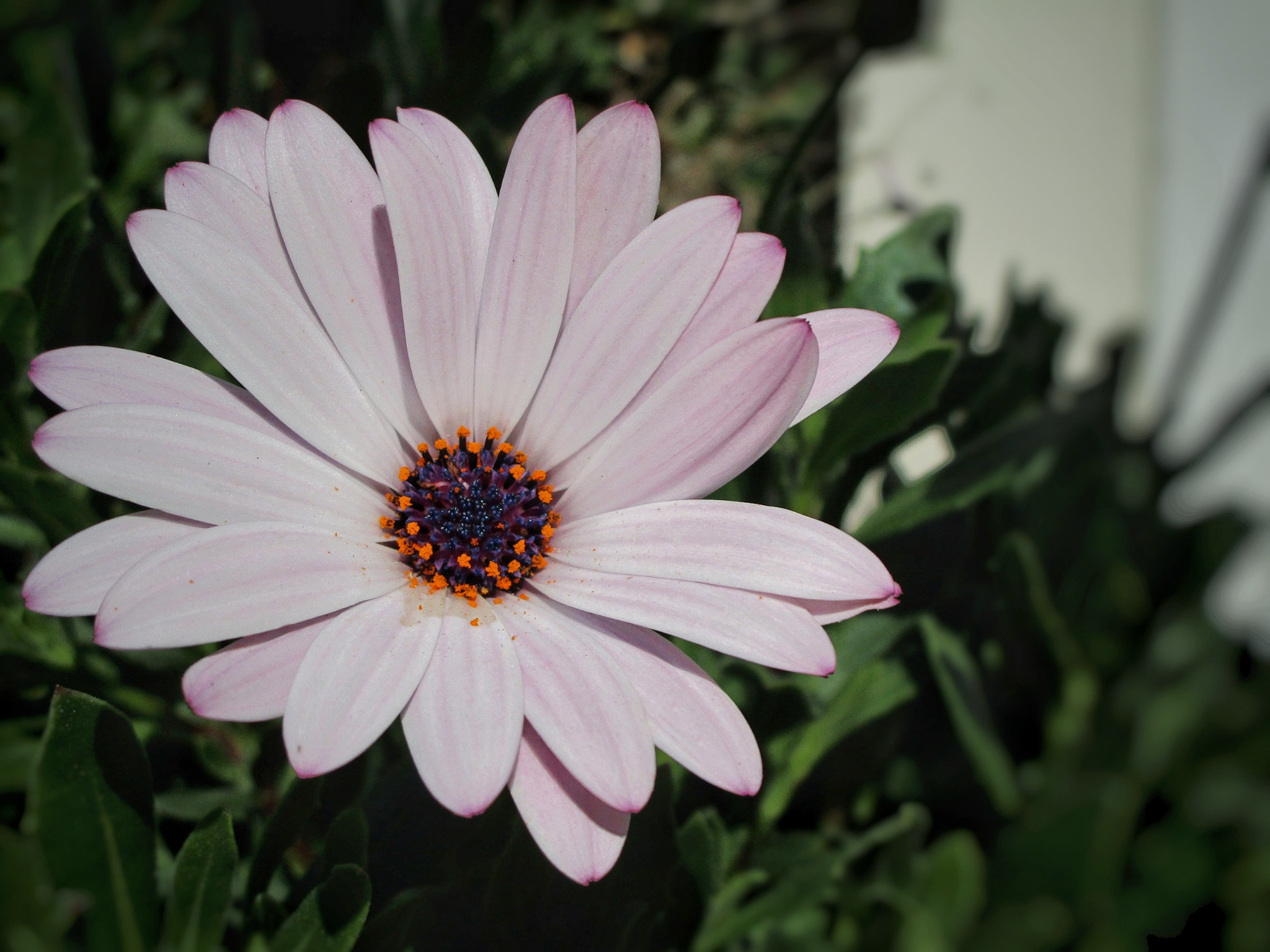 Canon PowerShot ELPH 190 IS (IXUS 180 / IXY 190) sample photo