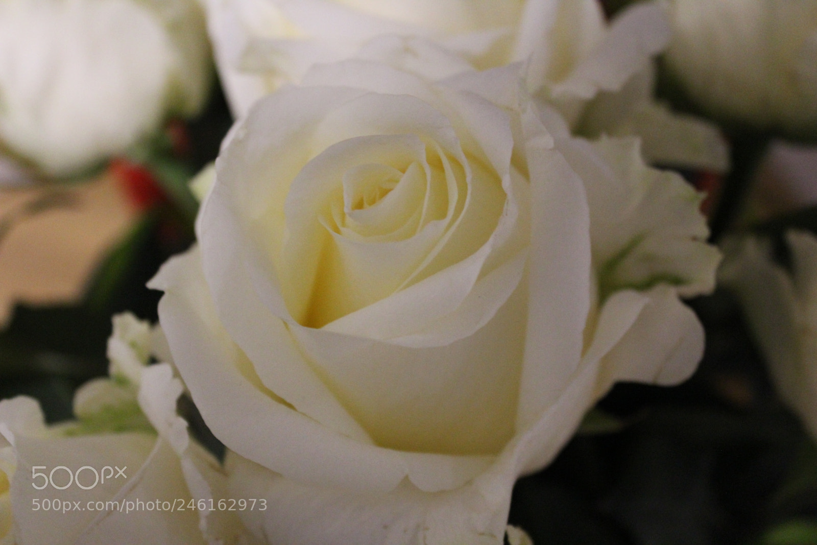 Canon EF-S 18-55mm F3.5-5.6 III sample photo. Img photography