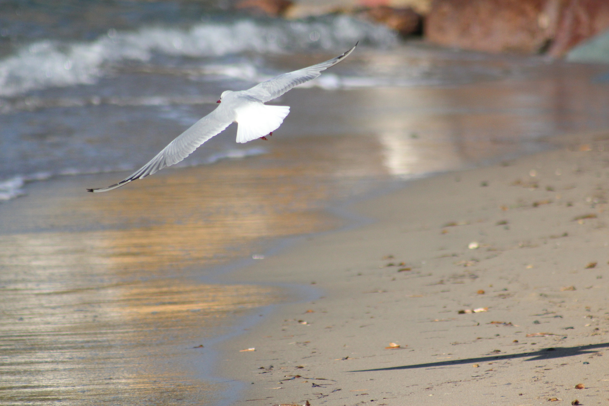 Canon EF 75-300mm f/4-5.6 USM sample photo. Img photography