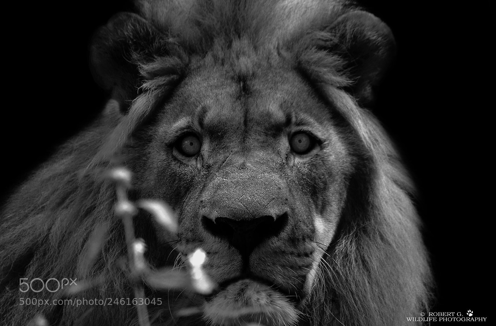 Sony SLT-A77 sample photo. Lion portrait photography