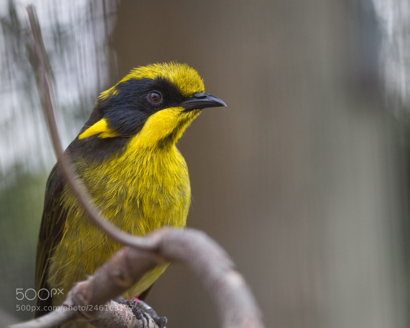 Canon EOS 7D sample photo. Helmeted honeyeater photography