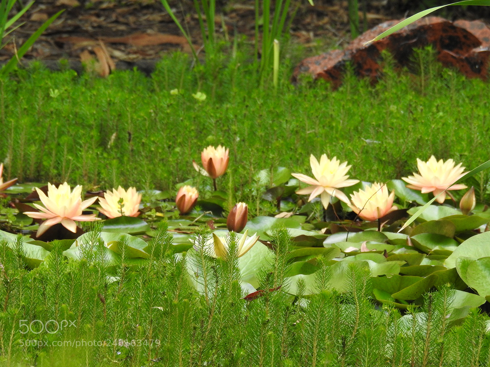 Nikon Coolpix P900 sample photo. Water lily photography