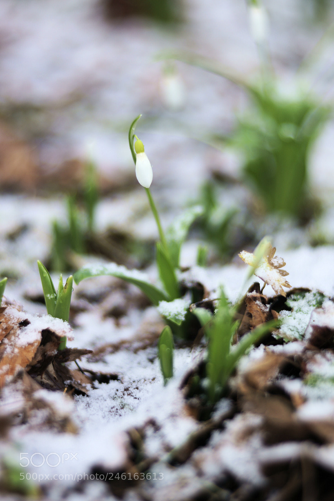 Sony SLT-A99V sample photo. Snowdrop on snow photography