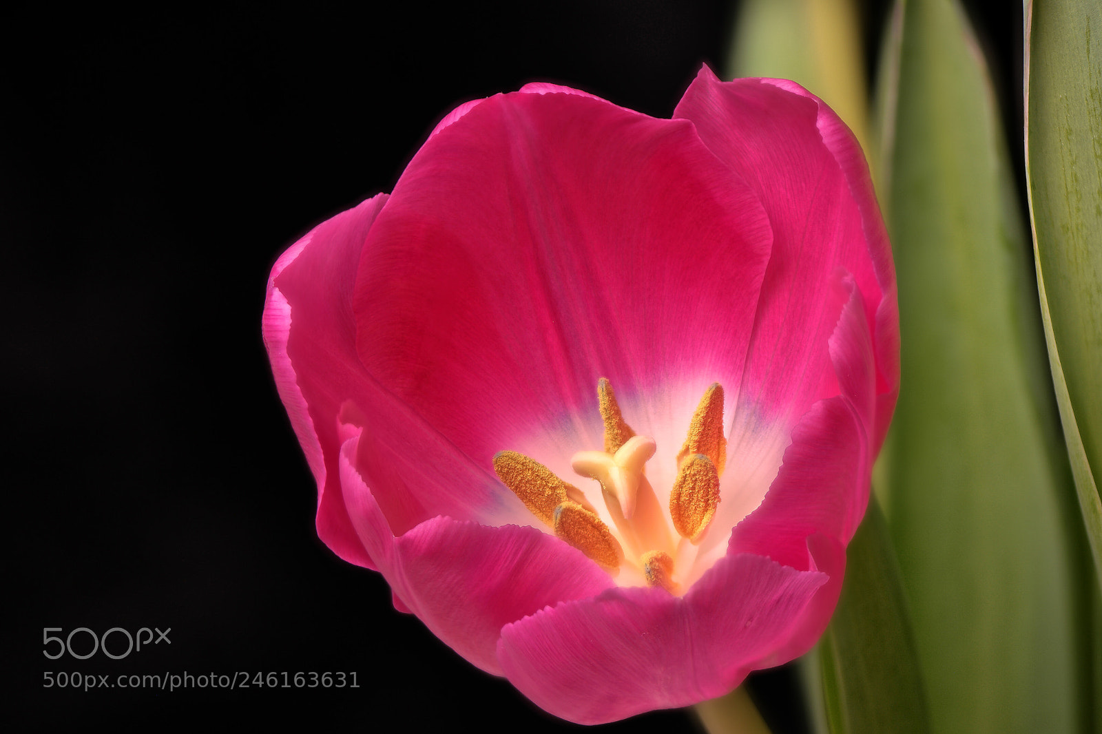 Samsung NX500 sample photo. Tulip stacked photography