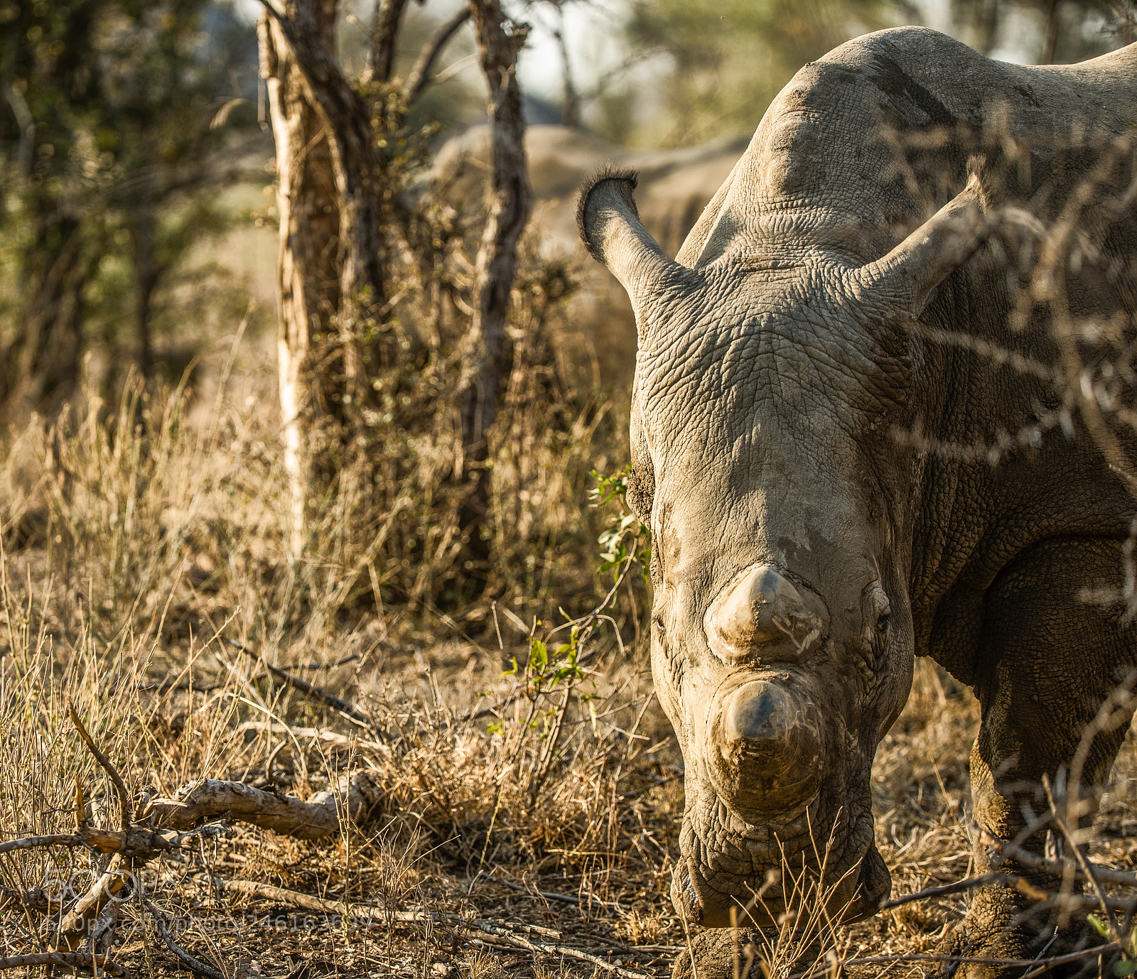 Sony a7 II sample photo. White rhino at karongwe photography